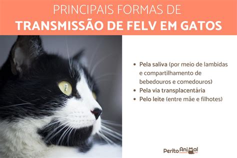 felv gatos-1